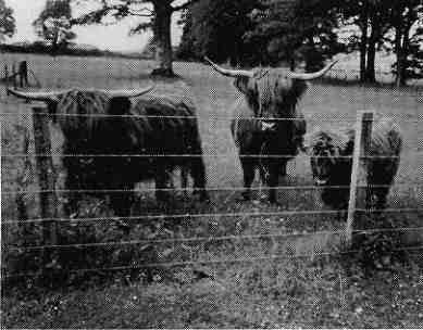 HighlandCows